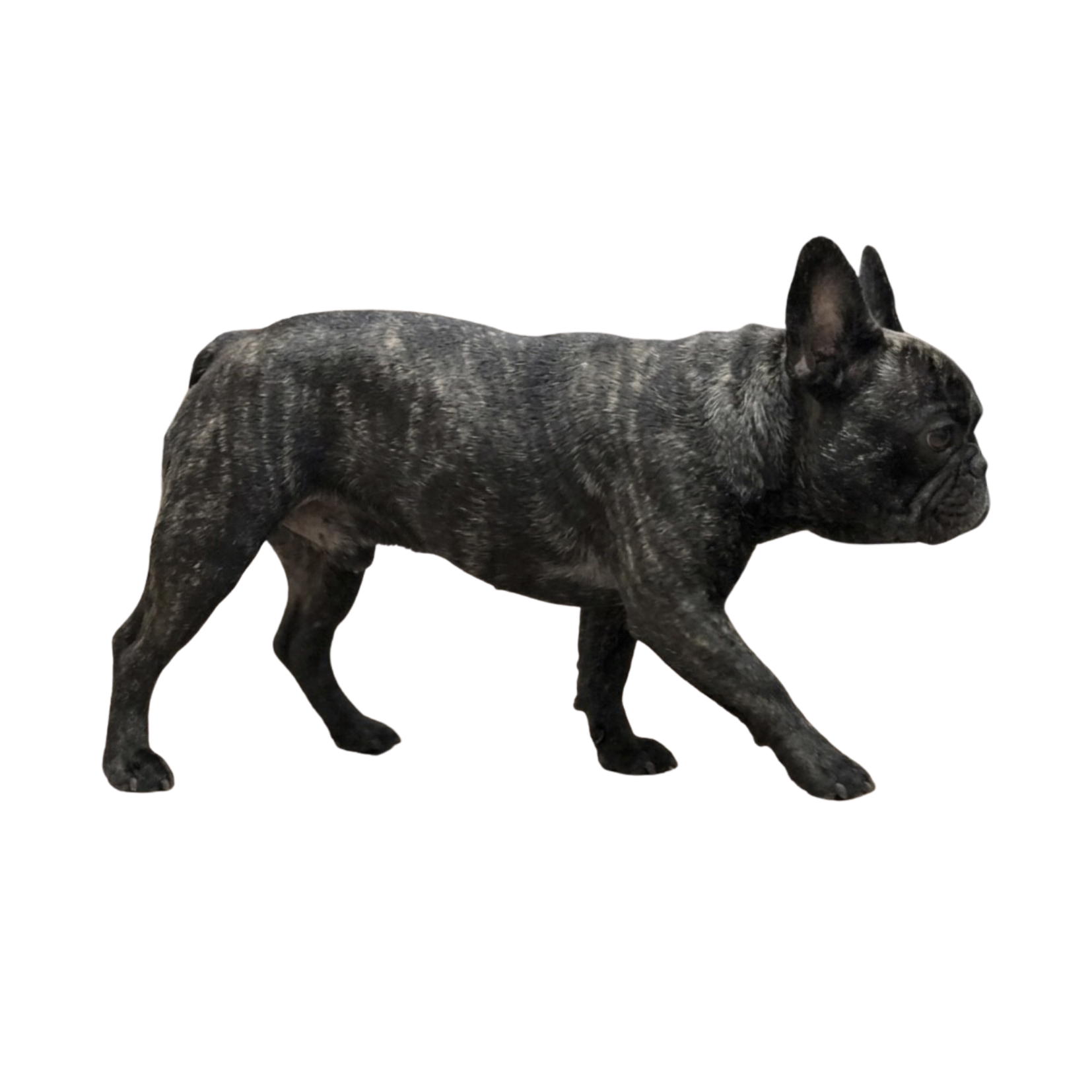 犬